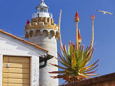 Lighthouse at Fort Stella with a seagull and a palmtree blossom, Portoferraio, Elba Island, Tuscany, Italy