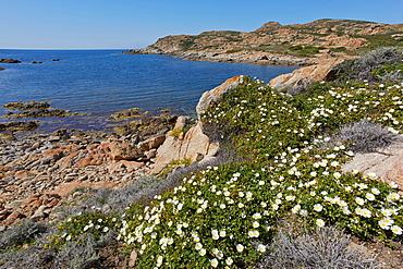 Flowers along the Mediterranean coast, Desert des Agriates, Corsica, France
