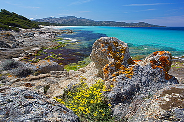 Flowers along the Mediterranean coast, Desert des Agriates, Corsica, France