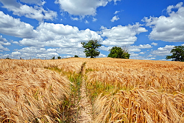 Field of barley and old oak trees near Krakow, Mecklenburg Western Pommerania, Germany