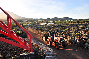 Viniculture along the southwest coast with Pico vulcano in the background, Ponta do Pico, Island of Pico, Azores, Portugal