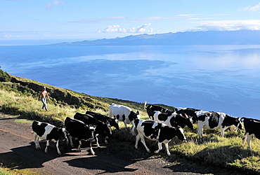 In the highlands with view towards Pico vulcano, Island of Sao Jorge, Azores, Portugal