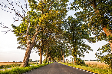 Allee on the Island of Ruegen, Mecklenburg-Western Pomerania, Germany