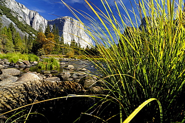 Idyllic landscape with stream in the sunlight, Yosemite National Park, California, North America, America