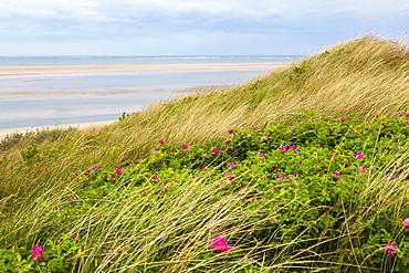 Dunes with Japanese roses, Rosa rugosa, Langeoog Island, North Sea, National Park, Unesco World Heritage Site, East Frisian Islands, East Frisia, Lower Saxony, Germany, Europe