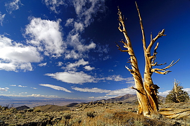 Bristlecone Pines at the White Mountains under clouded sky, California, North America, America