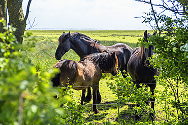 Horses on a paddock, Langeoog Island, North Sea, East Frisian Islands, East Frisia, Lower Saxony, Germany, Europe