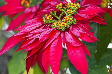 Poinsettia, Mexican Flame Tree, Euphorbia pulcherrima, Madagascar, Africa