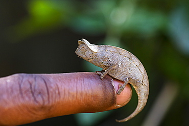 Tiny brown leaf chameleon on a finger, Brookesia superciliaris, Rainforest, Madagascar, Africa, captive