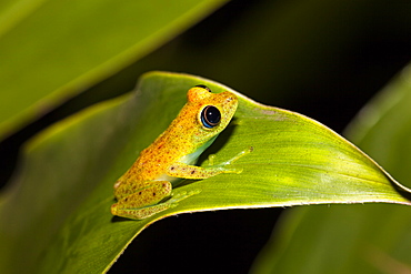 Green bright-eyed frog in the rainforest of Madagascar, Boophis viridis, Andasibe Mantadia National Park, East Madagascar, Madagascar, Africa