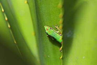 Lined Day Gecko, Phelsuma lineata bifasciata, Canal de Pangalanes, East Madagascar, Madagascar, Africa