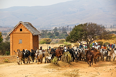 Zebu herd in the highlands near Ambavalao, Madagascar, Africa