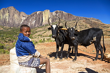 Boy with Zebus in front of the Tsaranoro Massif, highlands, South Madagascar, Africa