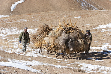 Hazara farmers & donkeys laden with brushwood along the Shahidan Pass in winter, Bamian Province, Afghanistan