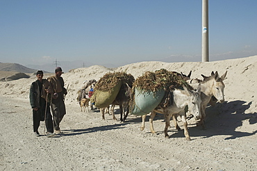 Afghan men and brushwood-laden donkeys in the outskirts of Kabul, , Afghanistan