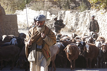 Afghan shepherd and his flock of sheep in Shekh Ali, Parwan Province, Afghanistan