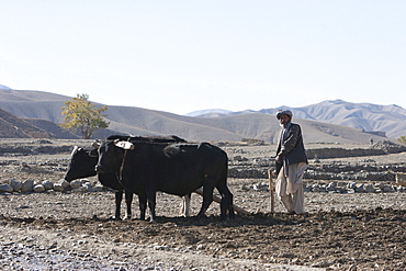 Afghan farmer tilling a field in the Siagerd Valley, Parwan Province, Afghanistan