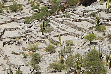 Ruins of Quilmes, Tucuman, Argentina