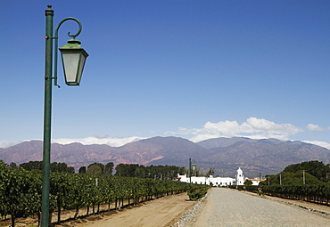 Vineyard of Bodega El Esteco winery, Cafayate, Salta, Argentina