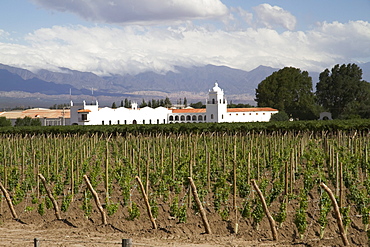 Vineyard of Bodega El Esteco winery, Cafayate, Salta, Argentina