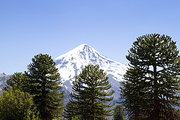 Pehuen or monkey-puzzle trees (Araucaria araucana) and Lanin Volcano, Lanin National Park, Argentina