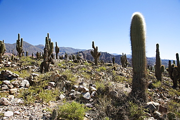 Cacti, PucarâˆšÂ° de Tilcara, Jujuy, Argentina