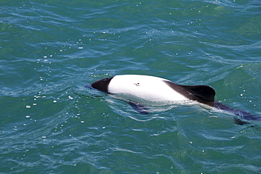 Commerson's Dolphin (Cephalorhynchus commersonii) in the Atlantic Ocean near Rawson, Chubut, Argentina