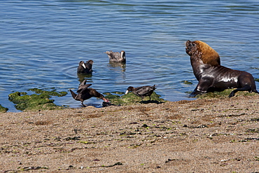 Southern Giant Petrel (Macronectes giganteus) & South American Sea Lion (Otaria flavescens) colony, Peninsula Valdes, Chubut, Argentina