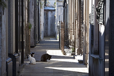 Cats at the Cementerio de la Recoleta, Buenos Aires, Capital Federal, Argentina