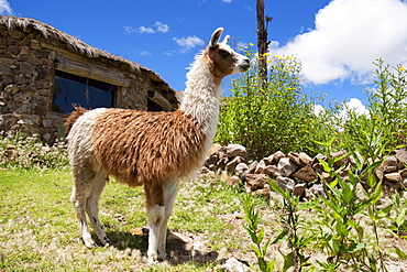 Llama (Lama glama), Jatun Yampara Indigenous Community, Chuquisaca Department, Bolivia