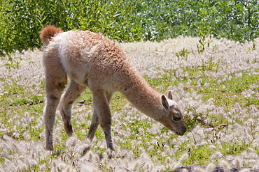 Baby llama in the fields of the Jatun Yampara Indigenous Community, Chuquisaca Department, Bolivia