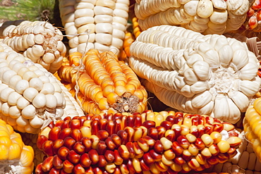 Colourful dried corns, Jatun Yampara Indigenous Community, Chuquisaca Department, Bolivia