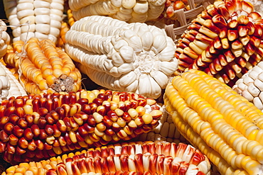 Colourful dried corns, Jatun Yampara Indigenous Community, Chuquisaca Department, Bolivia