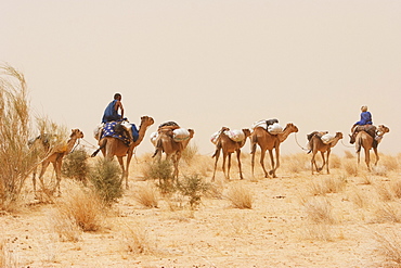 Tuareg camel caravan near Timbuktu, Mali