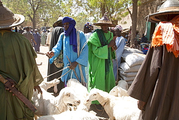 Livestock for sale at Monday Market, Djenne, Mali