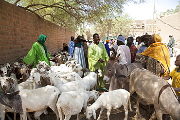 Livestock for sale at Monday Market, Djenne, Mali