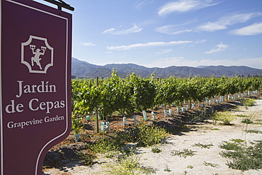 Grapevine Garden of Estancia El Cuadro, Casablanca Valley, Valparaiso Region, Chile