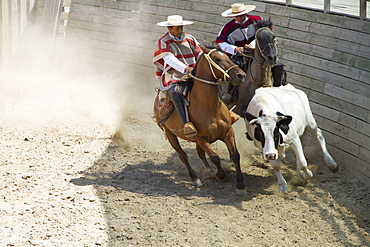 Huasos on horseback corralling a calf during a Chilean rodeo at the medialuna of Estancia El Cuadro, Casablanca Valley, Valparaiso Region, Chile