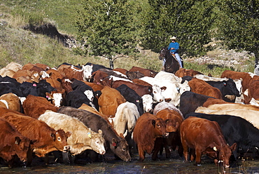 Cowboy Herding Cattle, Pincher Creek, Alberta