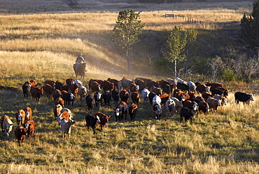 Herding Cattle, Pincher Creek, Alberta