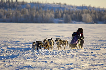 Dog Sled Race, Back Bay, Yellowknife, Northwest Territories