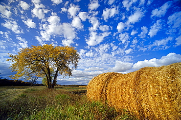 Field and Straw Rolls, St. Adolphe, Manitoba