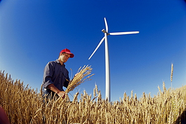 Farmer in Wheat Field near Wind Turbine, St. Leon, Manitoba