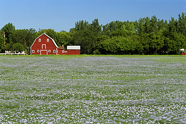 Barn and Flax Field, Grande Pointe, Manitoba