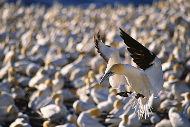 Gannets, Parc national de l'Ile-Bonaventure-et-du Rocher-Perce, Gaspesie Region, Quebec