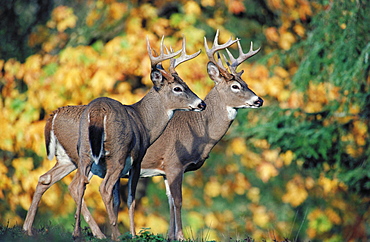 White-tailed Deer (Odocoileus virginianus), North America