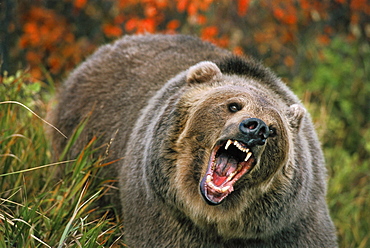 Grizzly Bear (Ursus arctos) in Threat Posture, Rocky Mountains