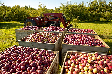 Rougemont Apple Orchard, Monteregie, Quebec