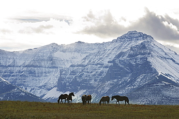 Horses and Mountains, Southern Alberta