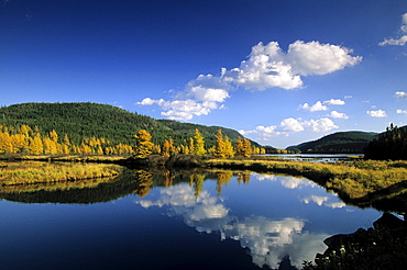 Fall Trees, Reserve Faunique des Laurentides, Gaspe Peninsula, Quebec.